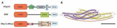 Revisiting I-BAR Proteins at Central Synapses